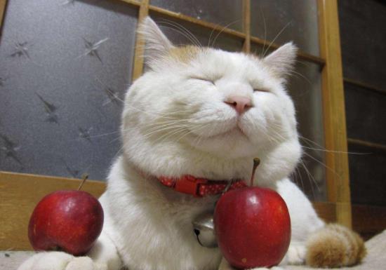 猫猫吃瓜拉肚子么,猫猫吃瓜后腹泻现象解析