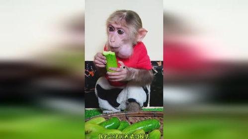 猴哥结婚吃瓜,吃瓜群众围观婚礼盛况