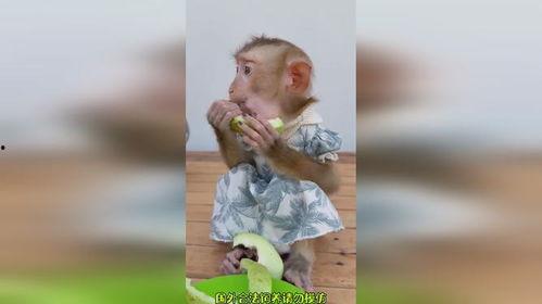 猴哥结婚吃瓜,吃瓜群众围观婚礼盛况