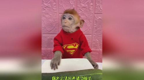 猴哥结婚吃瓜,吃瓜群众围观婚礼盛况