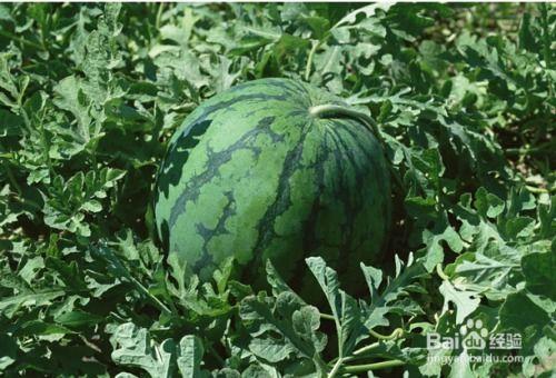 拳头瓜孕妇可以吃吗,安全与营养两不误