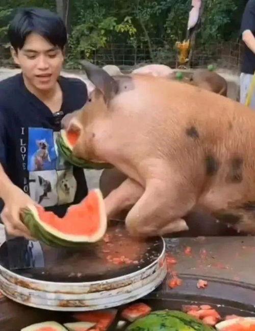 吃猪瓜,探寻猪与瓜的跨界美味之旅