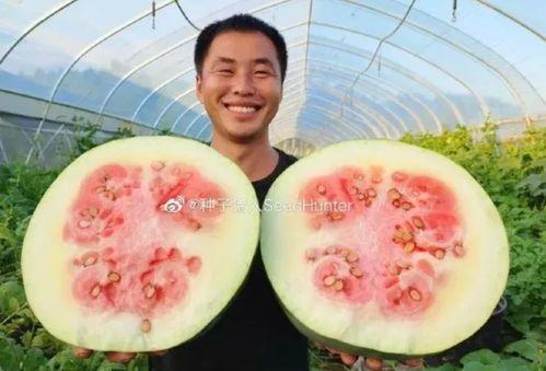 吃猪瓜,探寻猪与瓜的跨界美味之旅