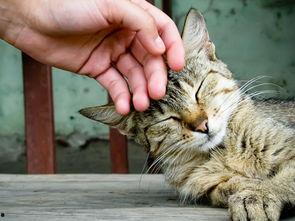 猫吃网纹瓜,网纹瓜的诱惑之旅