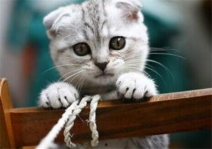 猫吃网纹瓜,网纹瓜的诱惑之旅