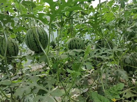 今日吃瓜51吃瓜,揭秘娱乐圈最新热点事件