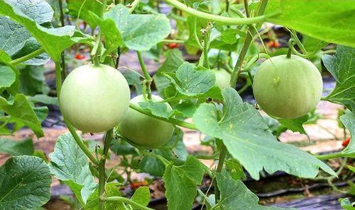 陕西公园吃瓜事件,一场引发热议的公共道德风波