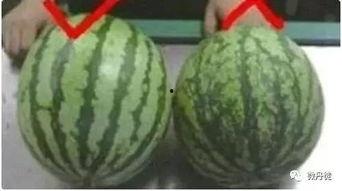 白衣黑皮吃瓜,揭秘娱乐圈幕后风云