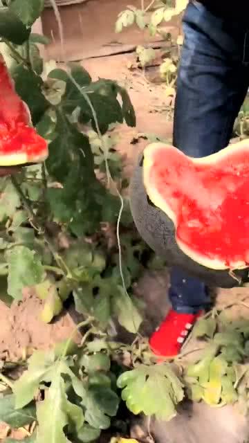 白衣黑皮吃瓜,揭秘娱乐圈幕后风云