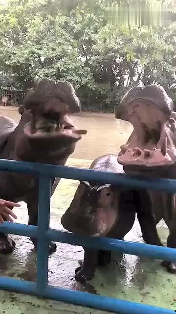 吃瓜粗鲁,吃瓜群众粗鲁行为大盘点