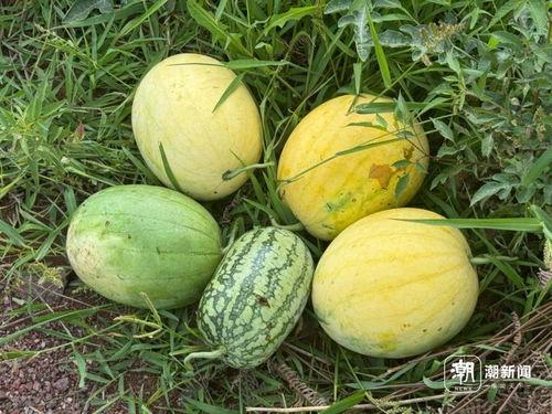 丽水网红吃瓜事件,揭秘网络舆论背后的真相与争议