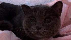 吃瓜图片小猫,小猫的吃瓜日常