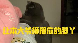 吃瓜图片小猫,小猫的吃瓜日常
