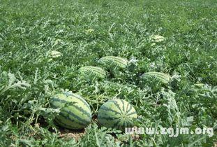 梦见收瓜吃土瓜,收瓜吃土瓜的奇幻之旅