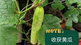 梦见收瓜吃土瓜,收瓜吃土瓜的奇幻之旅