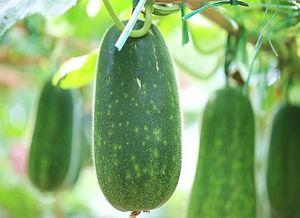 错过吃瓜记录,盘点那些遗憾的瓜时