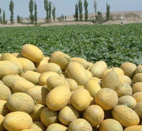 哈密瓜 吃货,吃货的甜蜜诱惑之旅