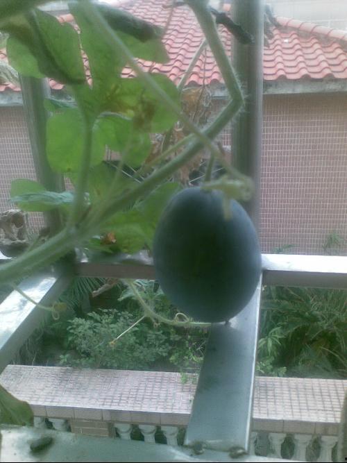 小伙阳台吃瓜后续,小伙吃瓜后续引发网友热议