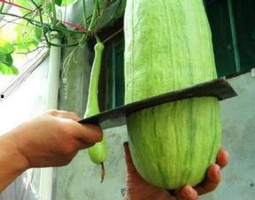 吃瓜砍胳膊,揭秘网络恶搞背后的心理与社会现象