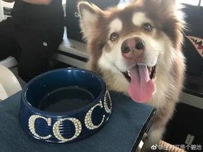 网红狗吃瓜,揭秘娱乐圈背后的秘密