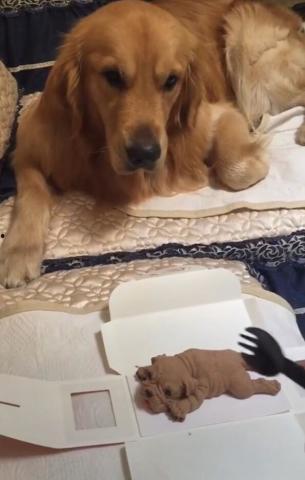 网红狗吃瓜,揭秘娱乐圈背后的秘密