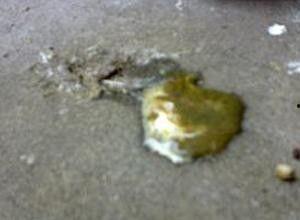 吃角瓜大便拉稀,揭秘吃角瓜后的消化问题