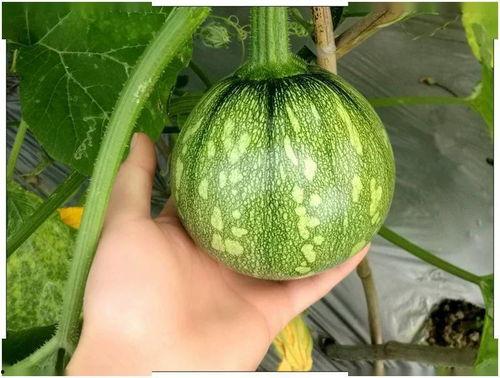 小铲铲吃瓜,揭秘娱乐圈幕后故事