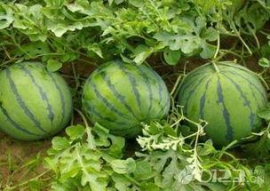 怀孕吃梨瓜好吗