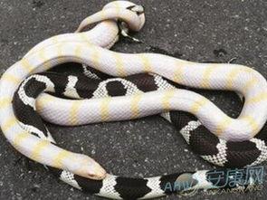 做梦梦到蛇吃瓜,蛇吞瓜的奇幻寓言