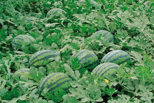 搞笑凉亭吃瓜图片,笑料横生，一场欢乐的夏日盛宴！