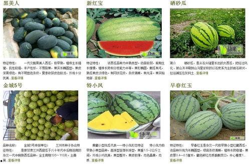 吃瓜群众文章合集,吃瓜群众视角下的热点事件合集解析