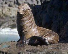 海狗吃瓜意思,揭秘海洋生物的趣味食趣