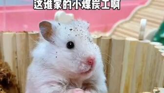 吃瓜鼠,揭秘娱乐圈背后的那些事儿