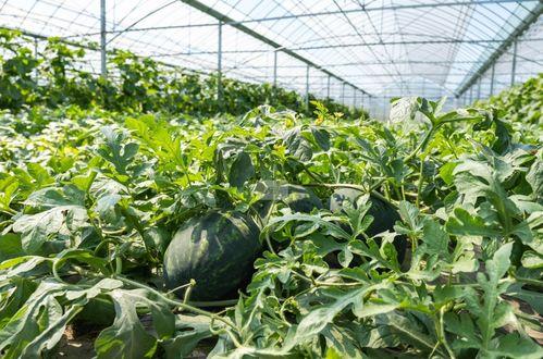 乡下吃瓜真实图文,一场乡村吃瓜盛宴的视觉盛宴