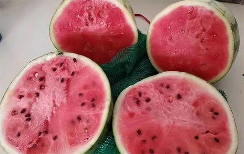 声控吃麒麟瓜,唤醒麒麟瓜的神秘力量