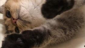 吃瓜狂魔哥,揭秘娱乐圈幕后真相