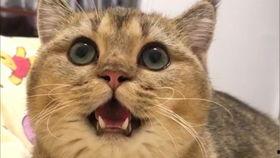 吃瓜狂魔哥,揭秘娱乐圈幕后真相