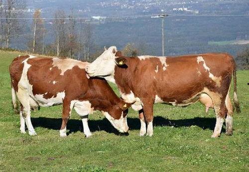 母牛吃瓜影响怀孕吗,母牛吃瓜对怀孕影响探究
