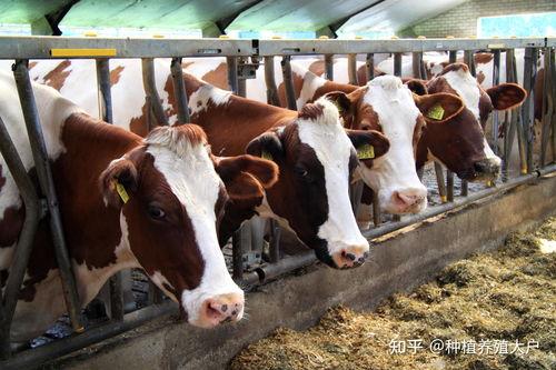 母牛吃瓜影响怀孕吗,母牛吃瓜对怀孕影响探究