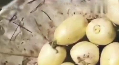 街边吃瓜图片,一图看尽人间烟火