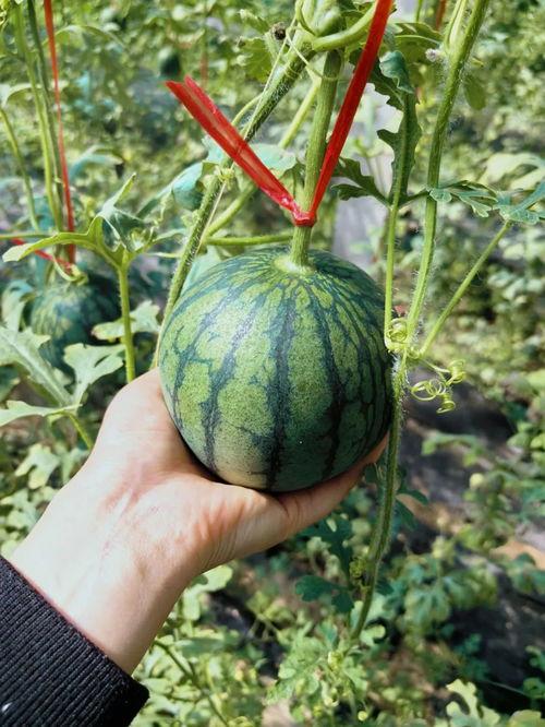 山猫吃瓜,一场生态与美食的邂逅