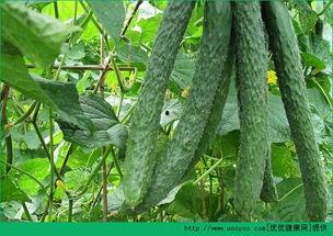 睡觉前吃两瓜,揭秘瓜果中的天然安神之道