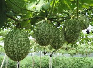 蒲瓜好吃还是吊瓜吃