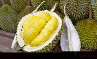 蒲瓜好吃还是吊瓜吃