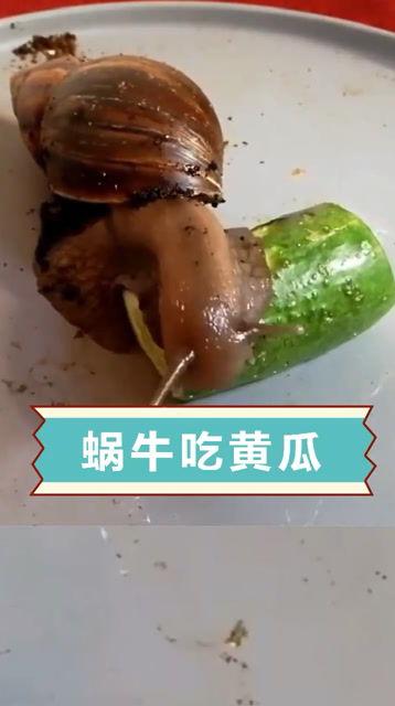 蜗牛可以吃脆瓜吗,探索它们的共生关系