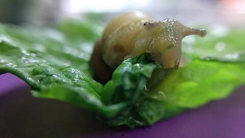 蜗牛可以吃脆瓜吗,探索它们的共生关系