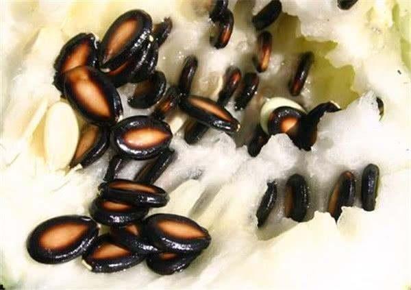 吃籽瓜长肉吗,吃籽瓜真的能长肉吗？揭秘籽瓜的营养与功效