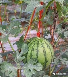 520吃瓜有什么福利